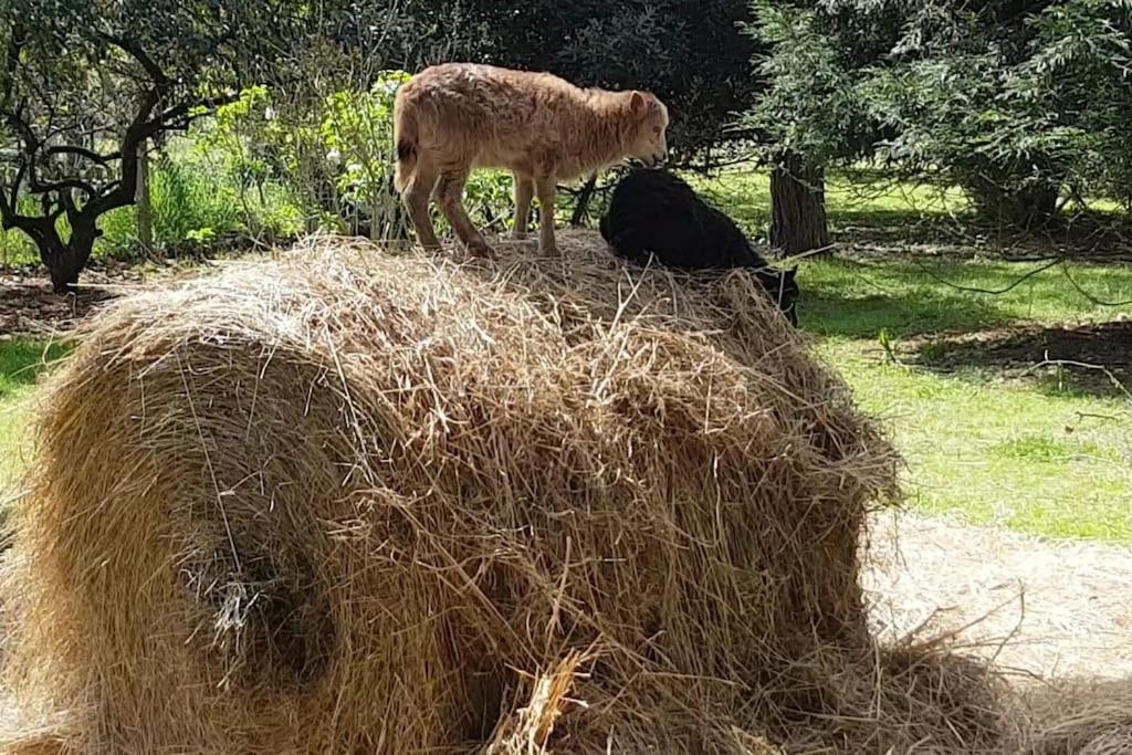 Maison De Famille Avec Parc Arbore Montauban Eksteriør billede